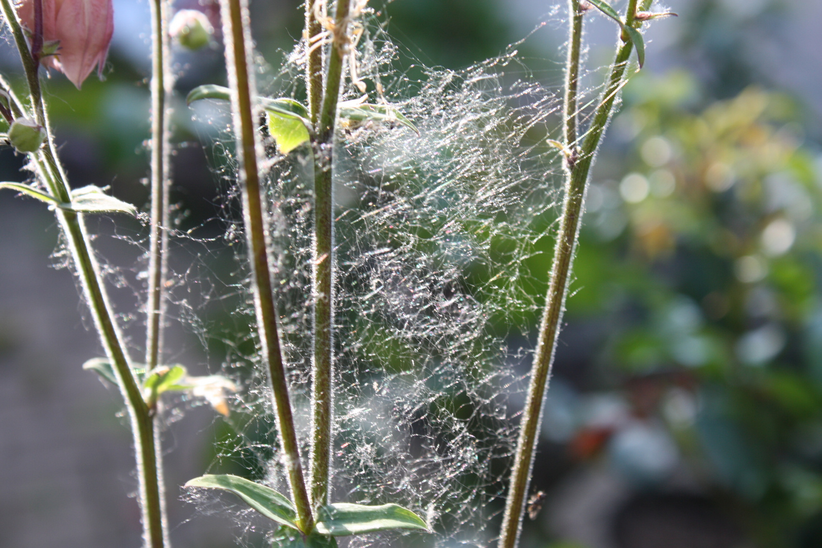 typisch Herbst - Spinnengewebe überall gut zu erkennen