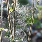 typisch Herbst - Spinnengewebe überall gut zu erkennen