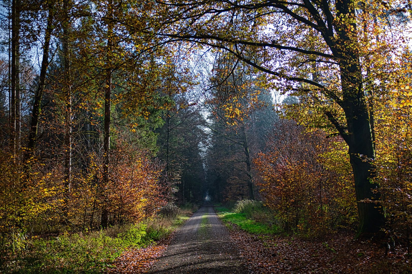 typisch Herbstwald