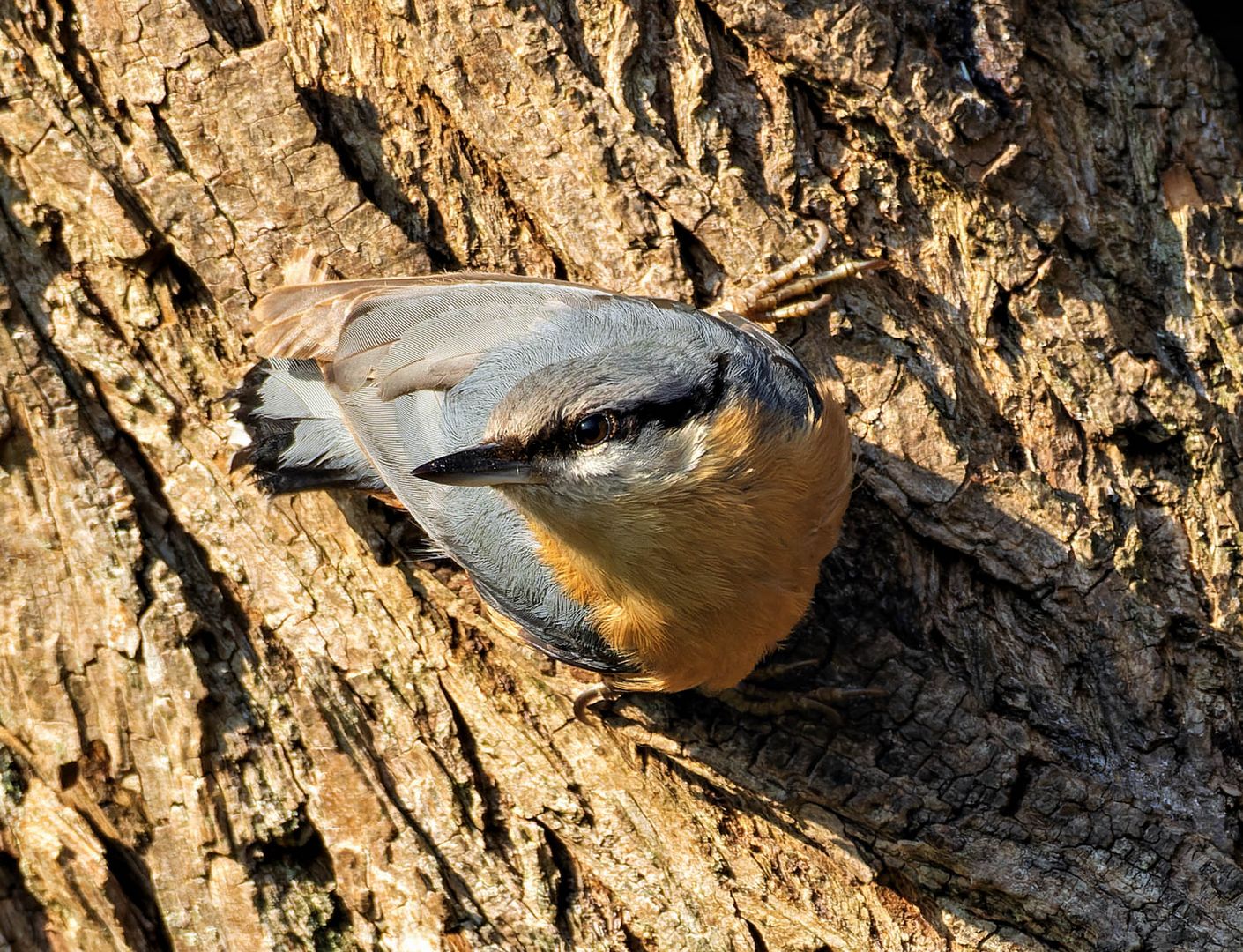 Typisch Kleiber.. Foto &amp; Bild | natur, tiere, wildlife Bilder auf ...