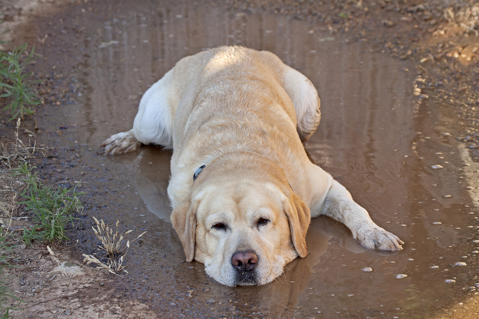 Typisch Labrador