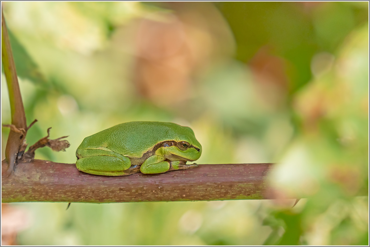 Typisch Laubfrosch