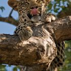 Typisch Leopard! (#03)