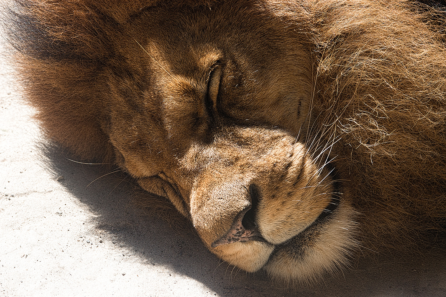 Typisch Löwe, immer schlafend