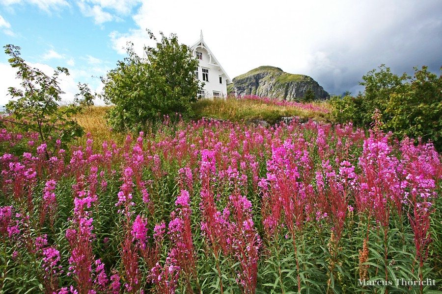 Typisch Lofoten