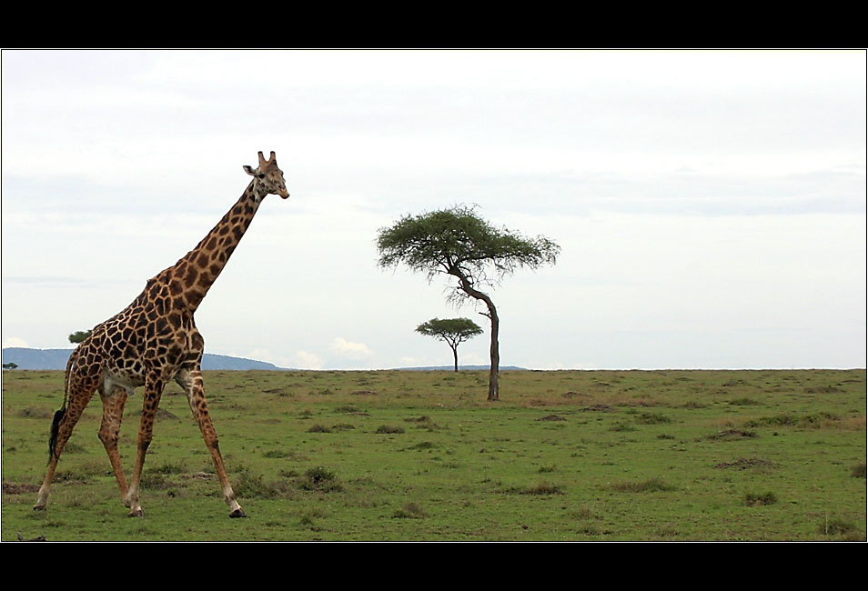 Typisch Masai Mara