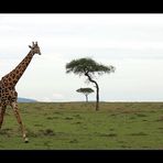 Typisch Masai Mara