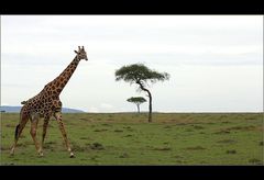 Typisch Masai Mara