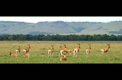 Typisch Masai Mara II