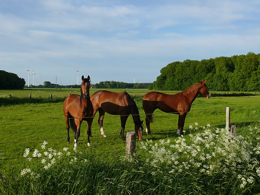 Typisch Münsterland