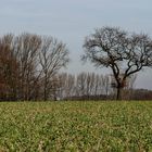 Typisch Münsterland: Buschkamp und Solitärbaum, dahinter eine Reihe Pappeln