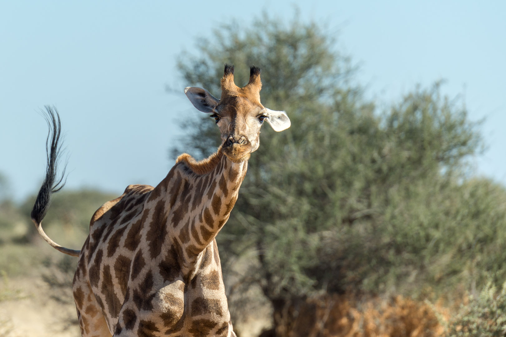 Typisch Namibia