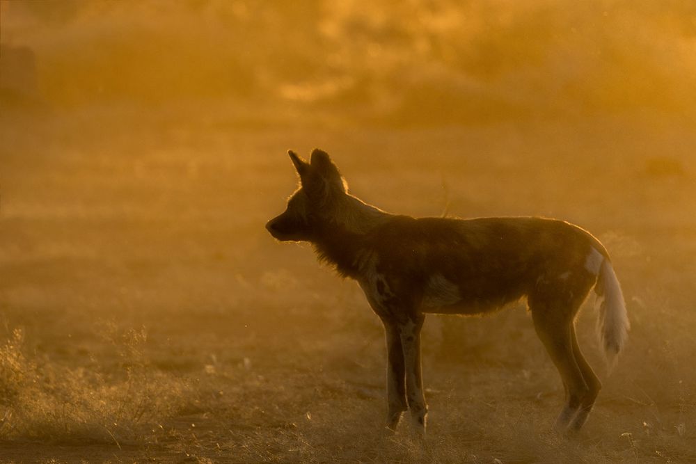 Typisch Namibia