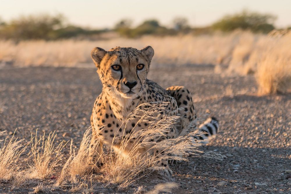 Typisch Namibia