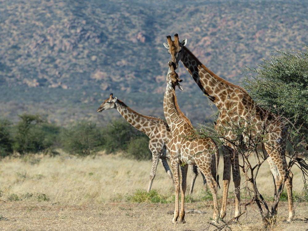 Typisch Namibia