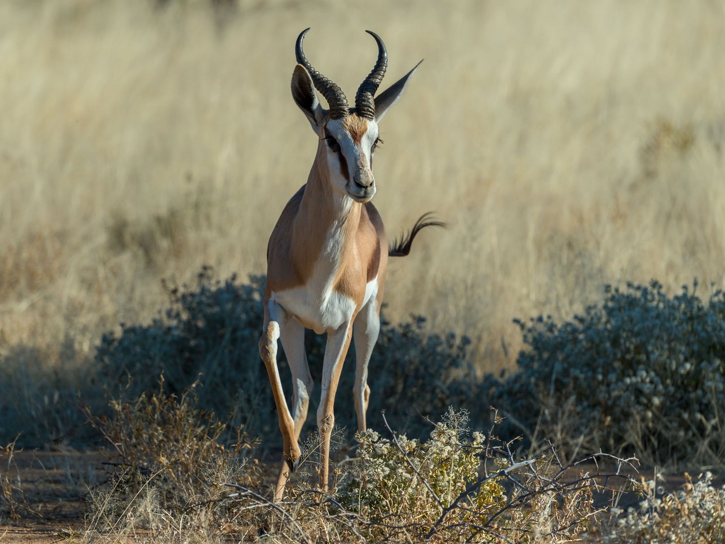 Typisch Namibia