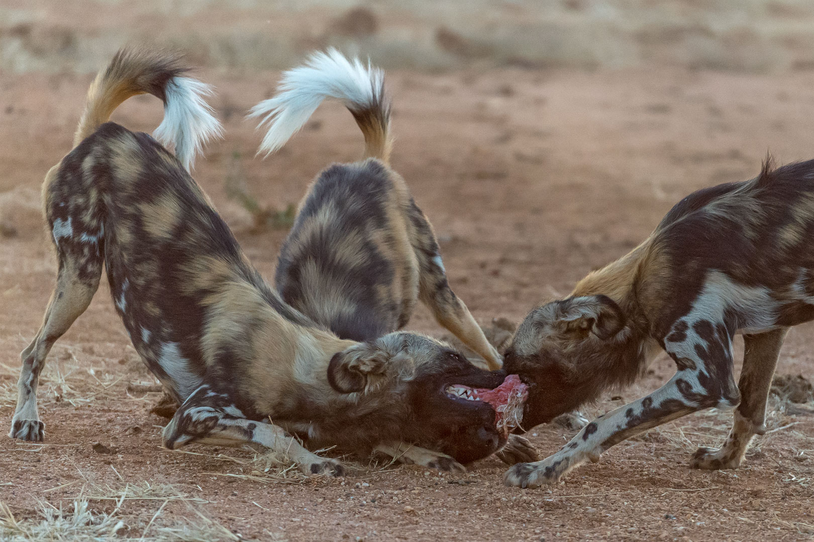 Typisch Namibia