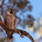 Typisch Namibia