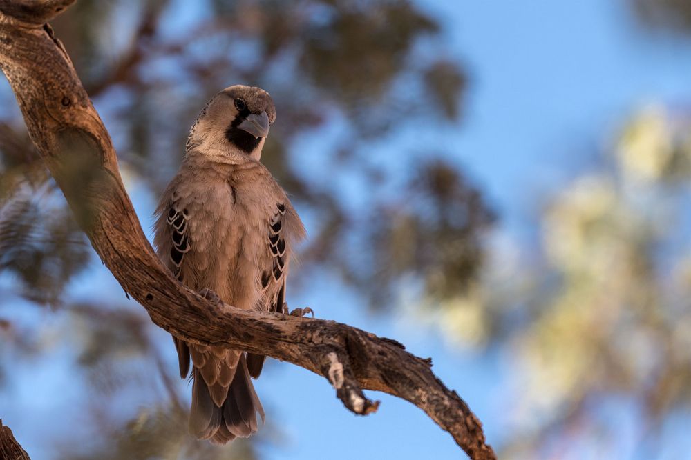 Typisch Namibia