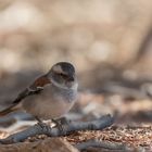 Typisch Namibia