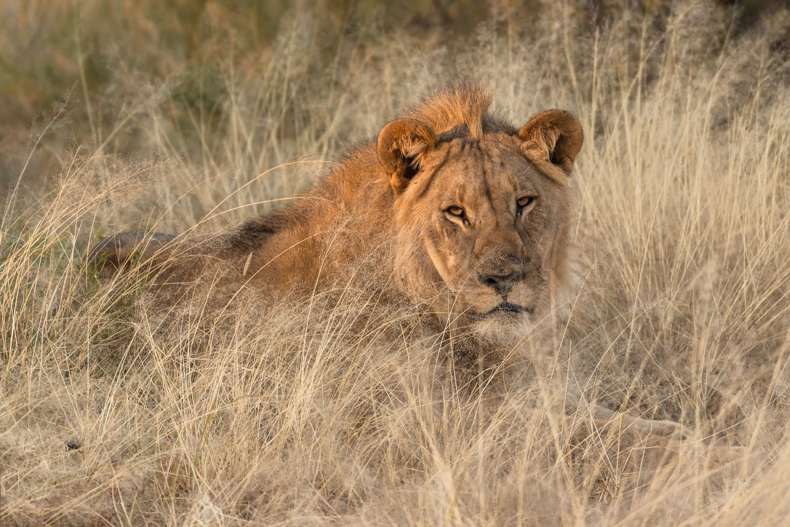 Typisch Namibia