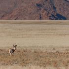 Typisch Namibia