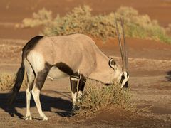 Typisch Namibia