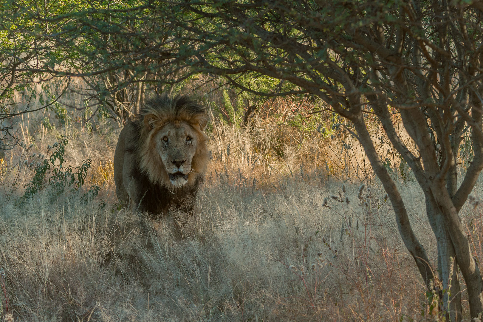 Typisch Namibia