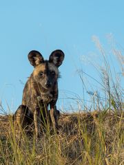 Typisch Namibia