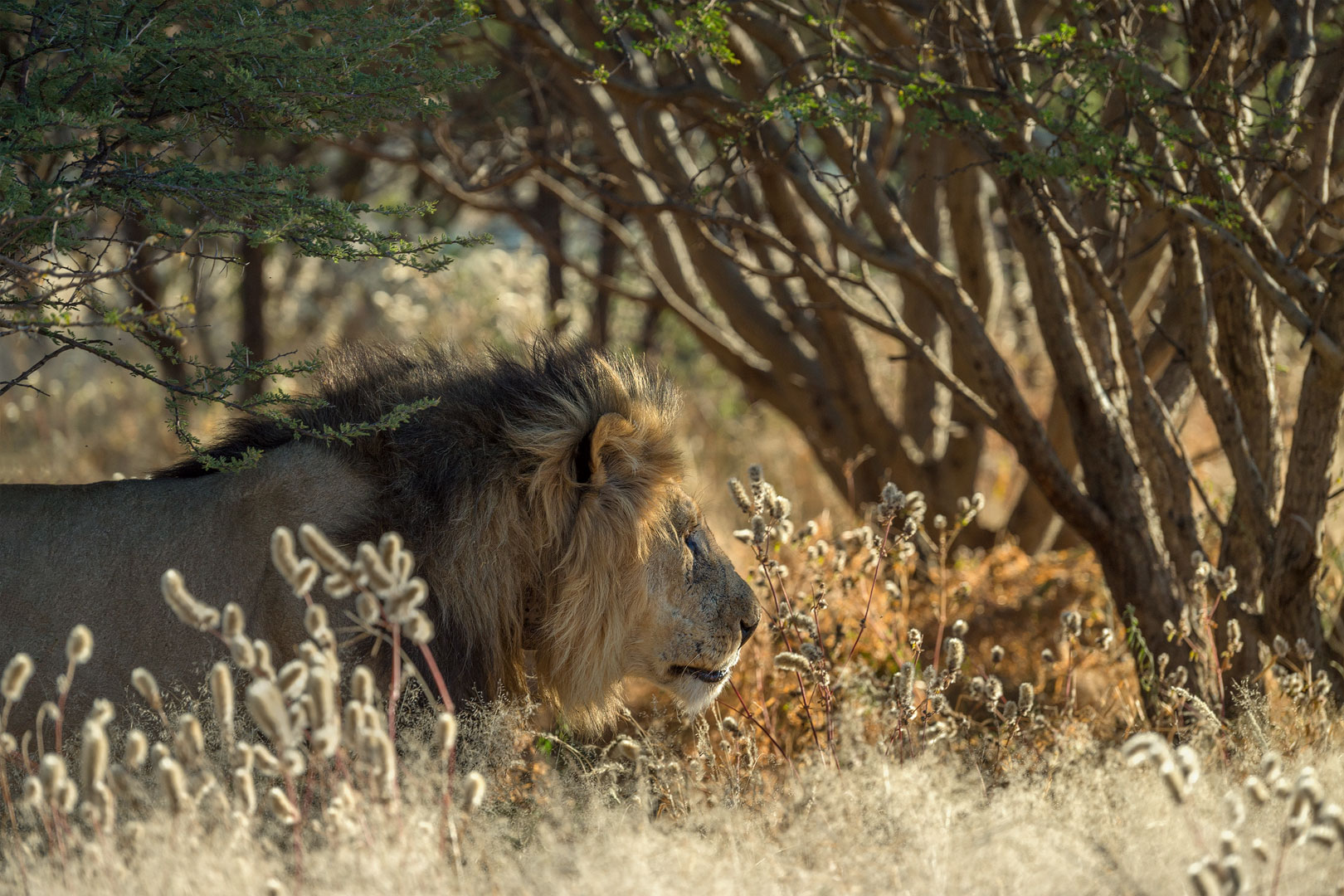 Typisch Namibia