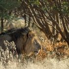 Typisch Namibia