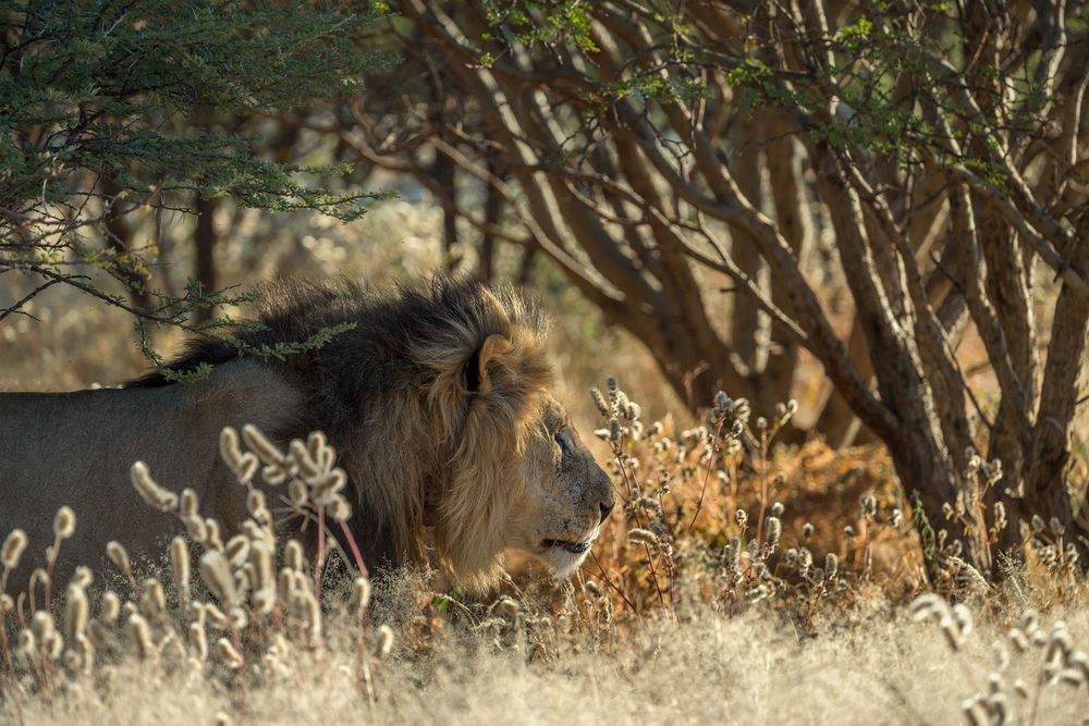 Typisch Namibia