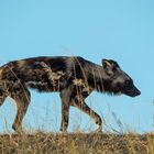 Typisch Namibia