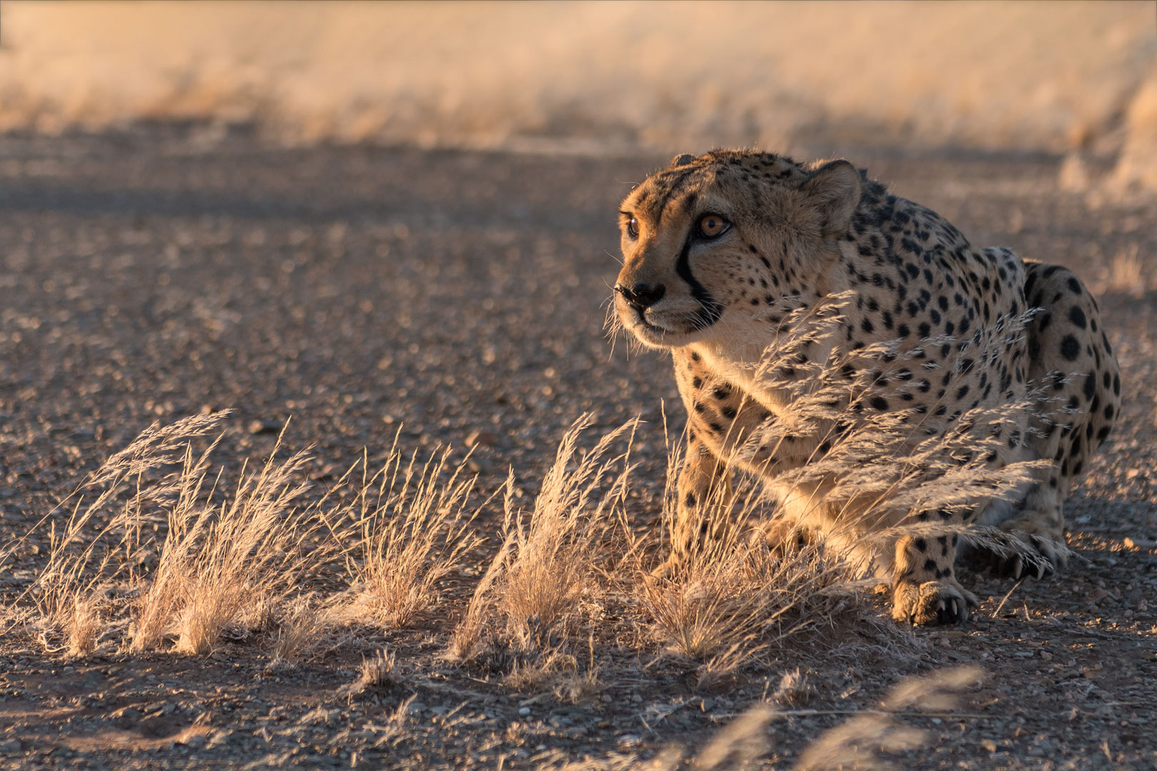 Typisch Namibia