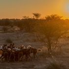 Typisch Namibia