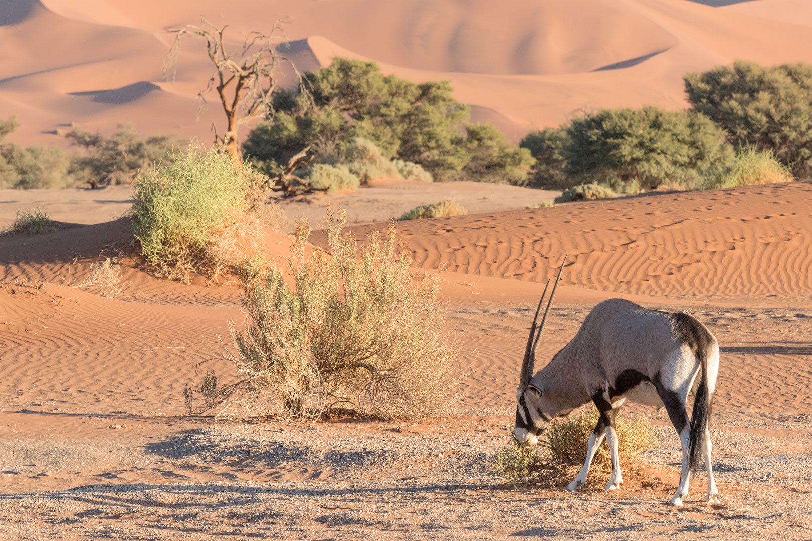 Typisch Namibia