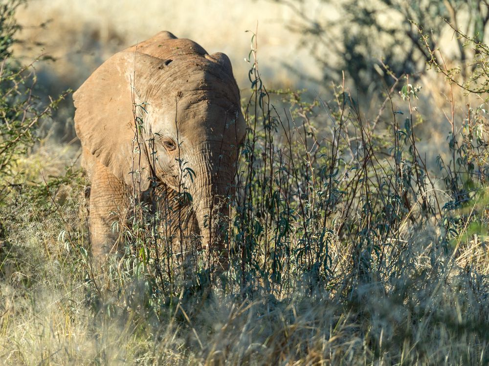 Typisch Namibia