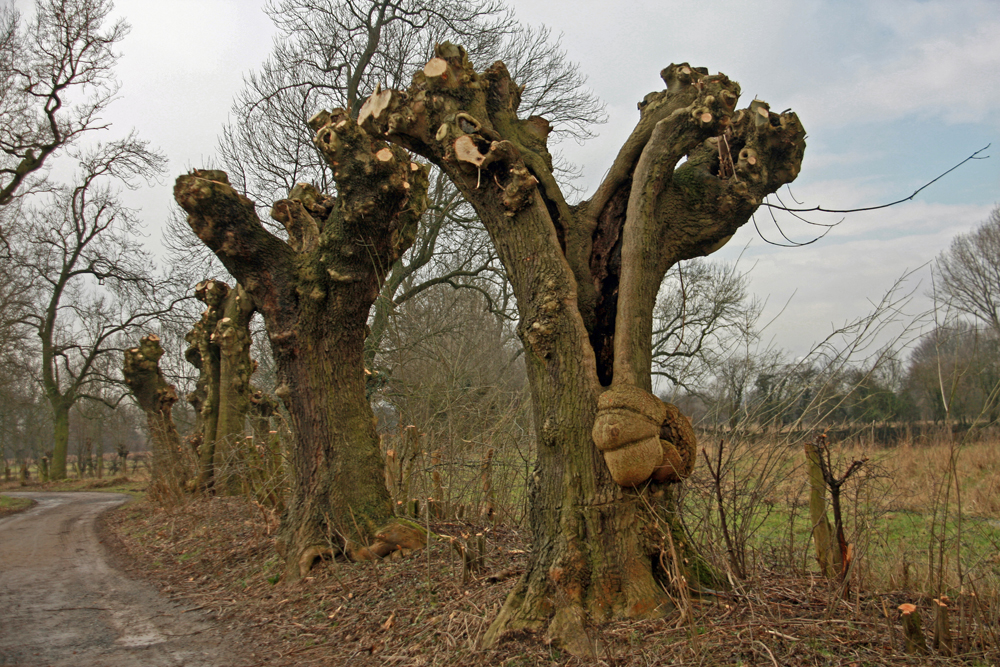 Typisch Niederrhein 1