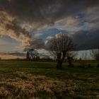 Typisch Niederrhein. Kopfweiden im Sonnenlicht.