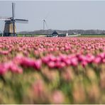 typisch: noord hollands......