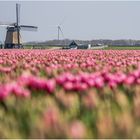 typisch: noord hollands......