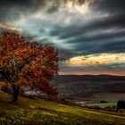  "Typisch Nordpfalz, Herbst- Fest der Farben" 