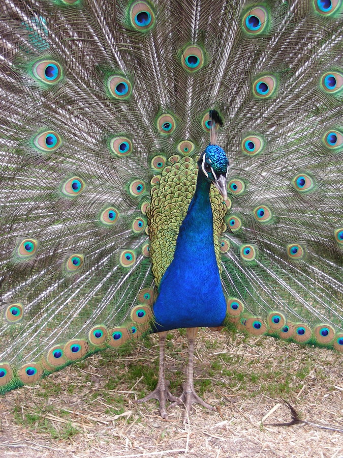 Typisch Pfau "Stolz"