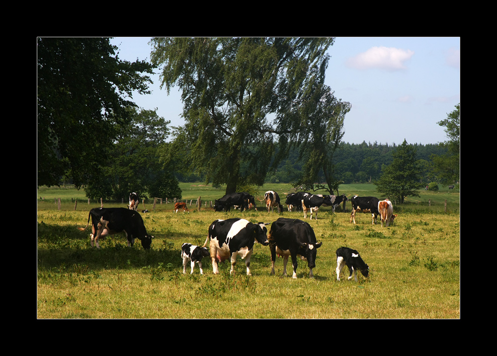 typisch Schleswig Holstein