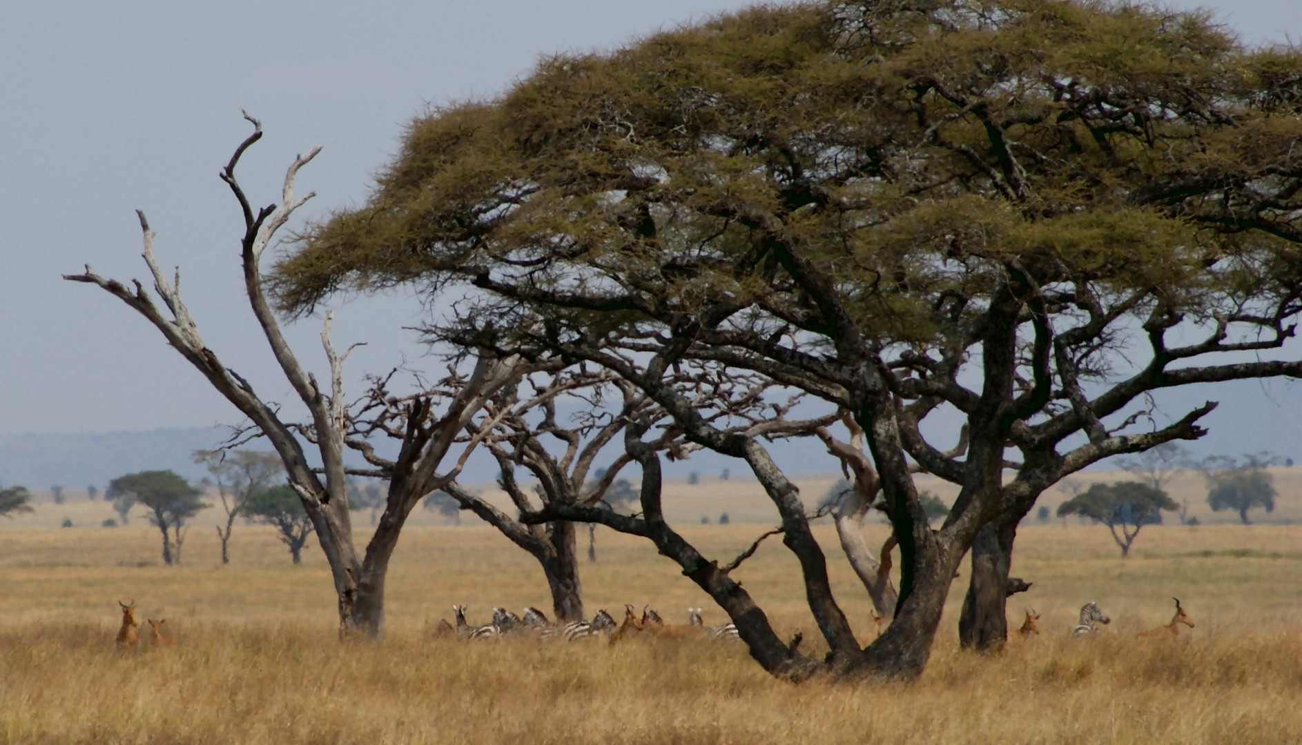 Typisch Serengeti