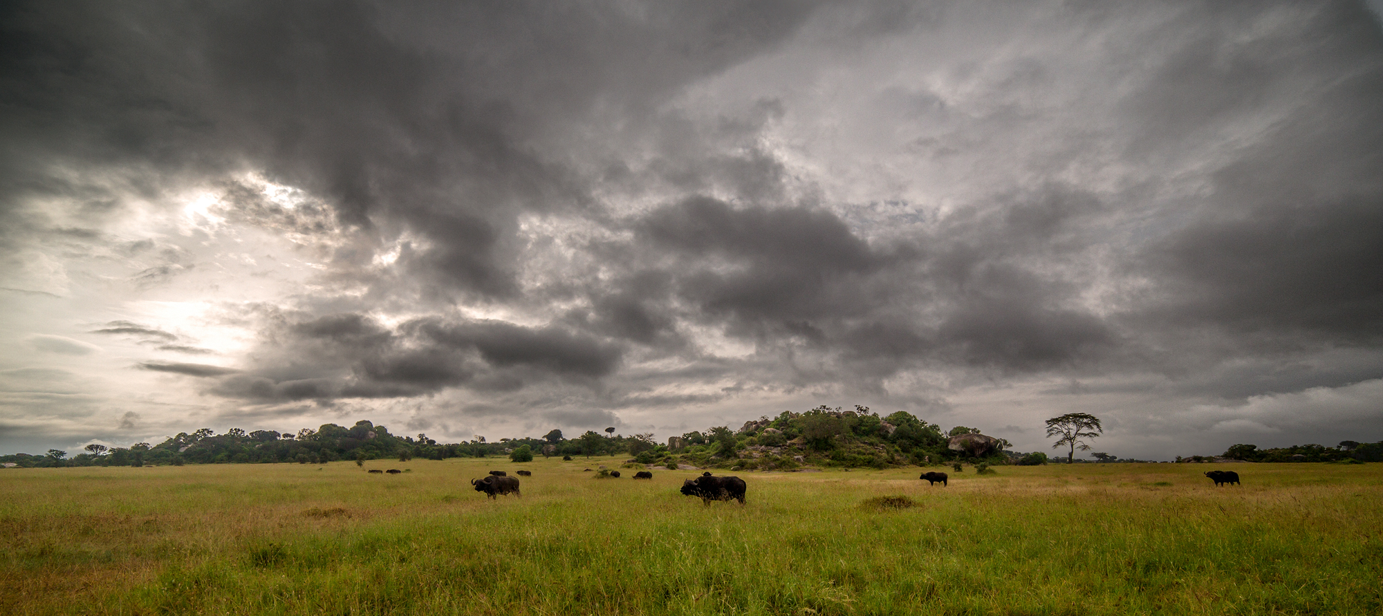 Typisch Serengeti