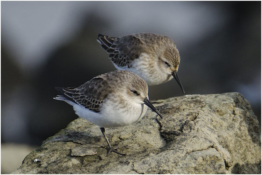 Typisch sind ihre Schnäbel - Alpenstrandläufer (Calidris alpina) als Wintergäste (4) . . .