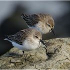 Typisch sind ihre Schnäbel - Alpenstrandläufer (Calidris alpina) als Wintergäste (4) . . .