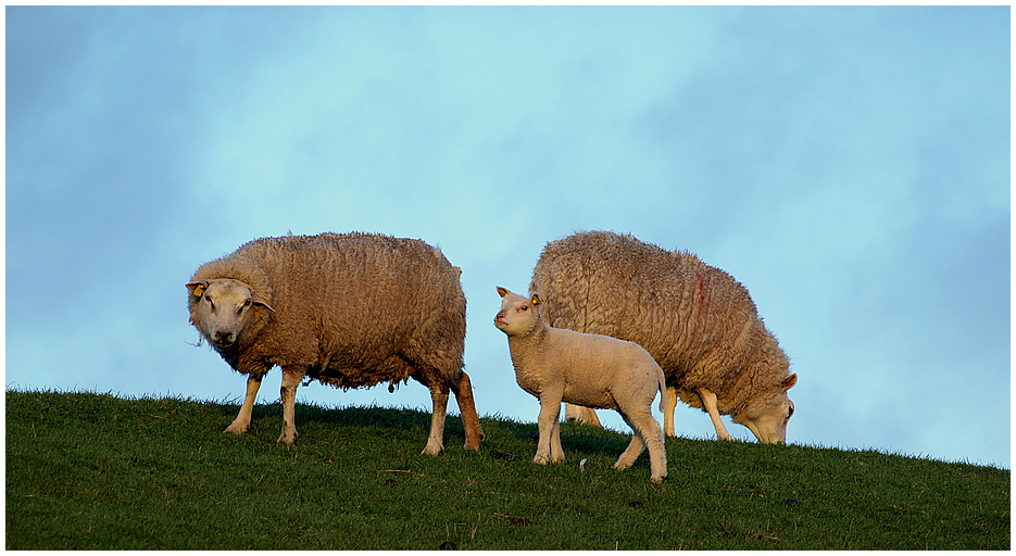 Typisch Texel I