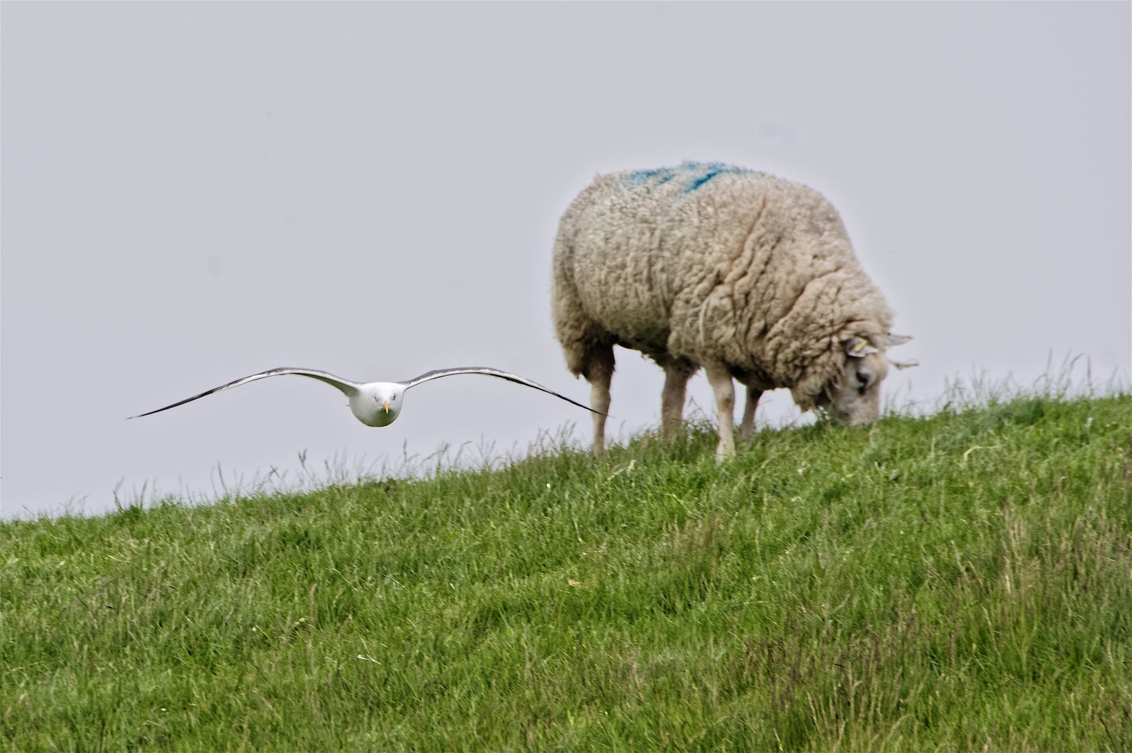 Typisch Texel I